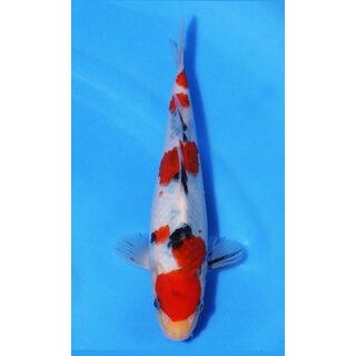 Ooya VHQ / Showclass Sanke 25cm Higashima Auktion  /...