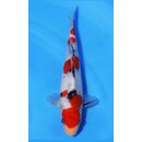 Ooya VHQ / Showclass Sanke 25cm Higashima Auktion  /...