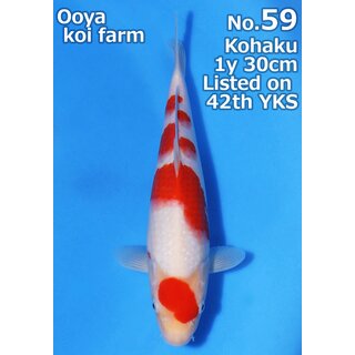 Ooya VHQ / Showclass Kohaku 32cm Higashima Auktion  /...