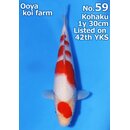 Ooya VHQ / Showclass Kohaku 32cm Higashima Auktion  /...