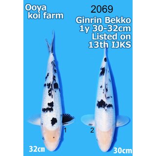 Ooya VHQ / Showclass Ginrin Shiro Bekko 30-32cm Higashima...