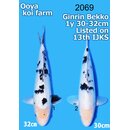 Ooya VHQ / Showclass Ginrin Shiro Bekko 30-32cm Higashima...