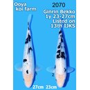 Ooya VHQ / Showgewinner Ginrin Shiro Bekko 23-27cm...
