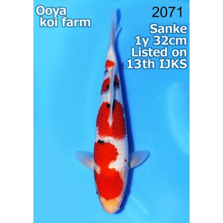 Ooya VHQ / Showclass Sanke 32cm Higashima Auktion  /...