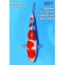Ooya VHQ / Showclass Sanke 32cm Higashima Auktion  /...