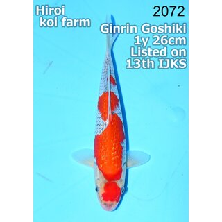 Conias VHQ / Showclass Ginrin Goshiki 26cm Higashima...