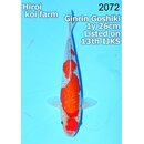 Conias VHQ / Showclass Ginrin Goshiki 26cm Higashima...