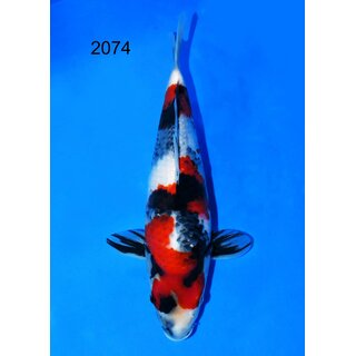 Taniguchi - Narita VHQ Showclass Showa 33cm No.1 IJKS...