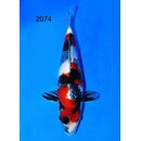 Taniguchi - Narita VHQ Showclass Showa 33cm No.1 IJKS...