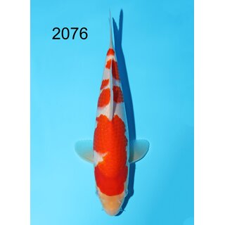 Hoshikin - Narita VHQ Showgewinner Kohaku 31cm No.1 IJKS...