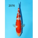 Hoshikin - Narita VHQ Showgewinner Kohaku 31cm No.1 IJKS...