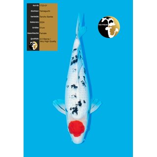Yamaguchi Very High Quality Tancho Sanke FEMALE 51cm geb....