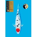 Yamaguchi Very High Quality Tancho Sanke FEMALE 51cm geb....