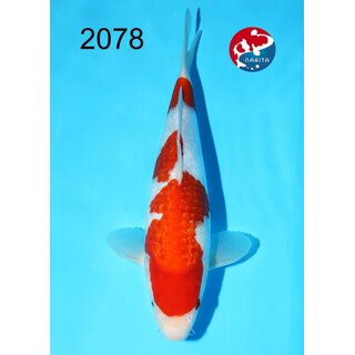 Kondo - Narita Showquality Ginrin Kohaku 32cm geb. 2025...