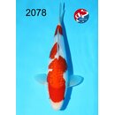 Kondo - Narita Showquality Ginrin Kohaku 32cm geb. 2025...