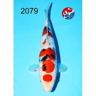 Kondo - Narita Showquality Maruten Sanke 36cm geb. 2025...