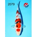 Kondo - Narita Showquality Maruten Sanke 36cm geb. 2025...