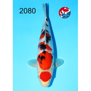 Kondo - Narita Showquality Maruten Sanke 37cm geb. 2025...