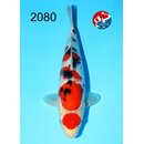 Kondo - Narita Showquality Maruten Sanke 37cm geb. 2025...