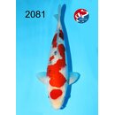Kondo - Narita Showquality Maruten Sanke 42cm geb. 2025...