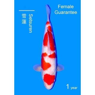 Matsue Showquality Kohaku 46cm geb. 2025 FEMALE Aus...