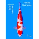 Matsue Showquality Kohaku 46cm geb. 2025 FEMALE Aus...