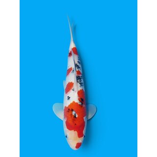 Matsue Showquality Sanke 35cm geb. 2025 FEMALE Aus...