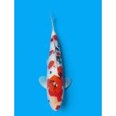 Matsue Showquality Sanke 35cm geb. 2025 FEMALE Aus...