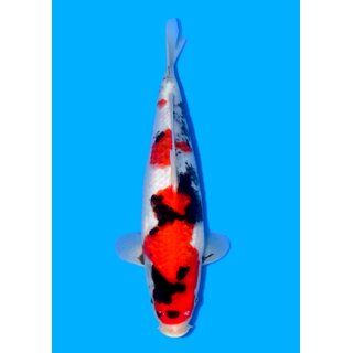 Sakamaki Highclass / Showquality Showa 28cm geb. 2025...