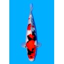 Sakamaki Highclass / Showquality Showa 28cm geb. 2025...