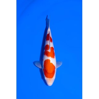 Isa Showquality Kohaku 30cm geb. 2025 Aus Auktion /...