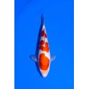 Isa Showquality Kohaku 30cm geb. 2025 Aus Auktion /...