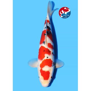 Beppu - Narita Showquality Sanke 38cm geb. 2025 Aus...