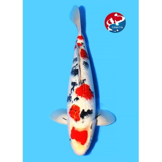 Beppu - Narita Showquality Ginrin Sanke 35cm geb. 2025...