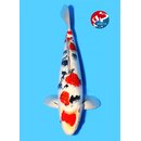 Beppu - Narita Showquality Ginrin Sanke 35cm geb. 2025...