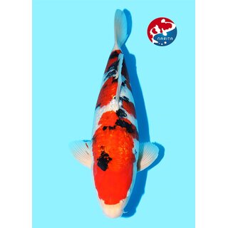 Kondo - Narita Showquality Ginrin Sanke 47cm geb. 2025...