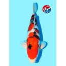 Kondo - Narita Showquality Ginrin Sanke 47cm geb. 2025...