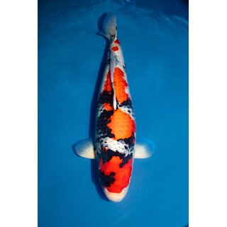 Matsue Tategoi / Showquality Showa FEMALE 70cm geb. 2023...