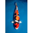 Matsue Tategoi / Showquality Showa FEMALE 70cm geb. 2023...