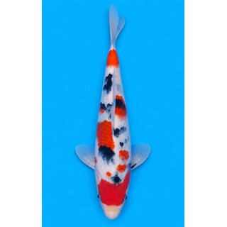 Kibi Showquality Sanke 30cm geb. 2025 Aus Auktion /...