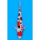 Kibi Showquality Sanke 30cm geb. 2025 Aus Auktion /...