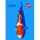 Taniguchi - Narita Showquality Goshiki 16cm geb. 2026...