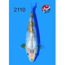 Taniguchi - Narita Showquality Golden Corn 17cm geb. 2026...