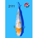 Taniguchi - Narita Showquality Golden Corn 16cm geb. 2026...