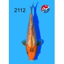 Taniguchi - Narita Showquality Golden Corn 17cm geb. 2026...