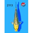 Taniguchi - Narita Showquality Ginrin Kawari 16cm geb....
