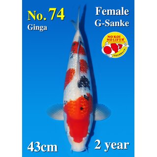 Matsue VHQ Ginrin Sanke 43cm geb. 2025 FEMALE Aus Auktion...