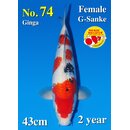 Matsue VHQ Ginrin Sanke 43cm geb. 2025 FEMALE Aus Auktion...