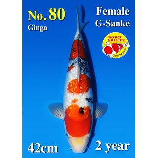 Matsue VHQ Ginrin Sanke 42cm geb. 2025 FEMALE Aus Auktion...