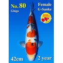 Matsue VHQ Ginrin Sanke 42cm geb. 2025 FEMALE Aus Auktion...